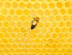 [PROD0073] Bee Hive